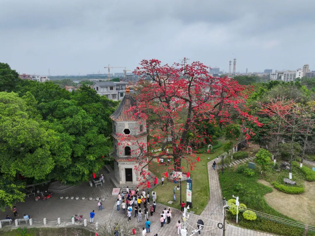 红棉怒放(组)-摄影-黄志明-13709603254 (5).jpg