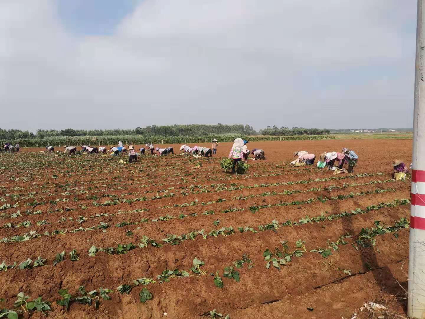 2020年庞村种养专业合作社工作人员种植番薯.jpg